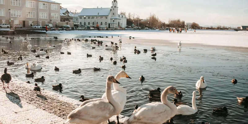 Reykjavik by Pavel Danilyuk