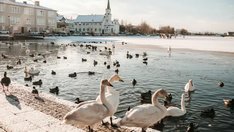Reykjavik by Pavel Danilyuk