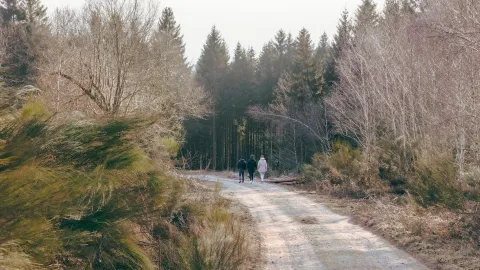 Forest in Belgium by Ad Thiry in pexels.com