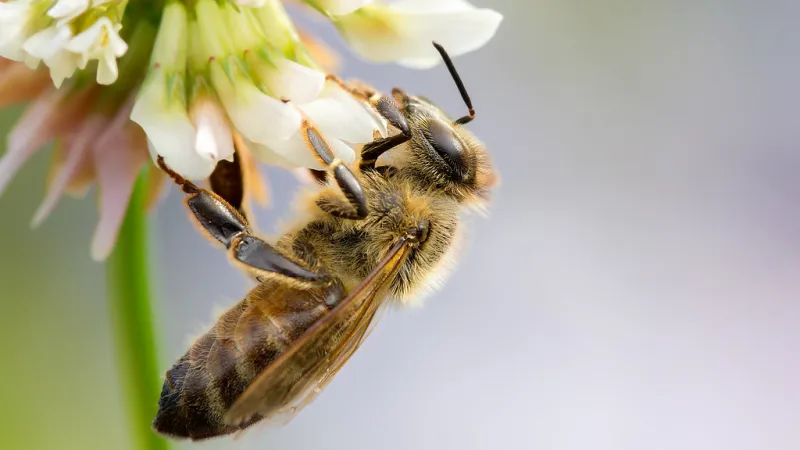 Bee on flower