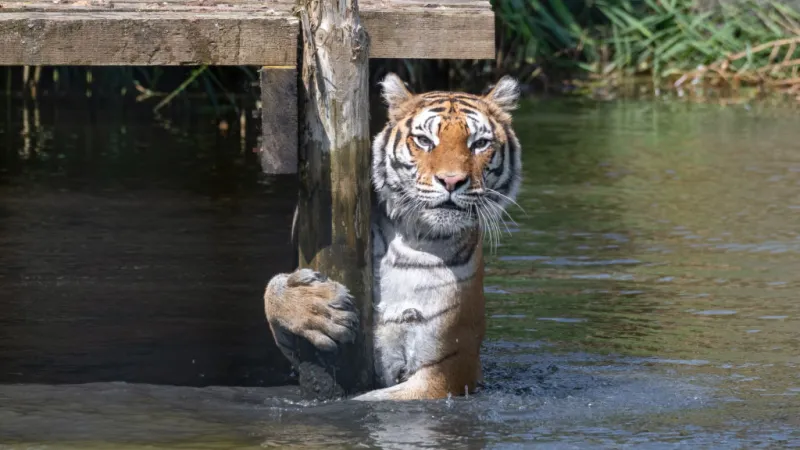 tiger