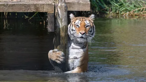 tiger