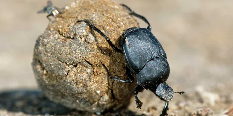 dung-beetle-at-work
