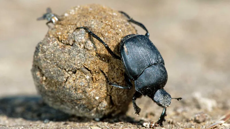 dung-beetle-at-work