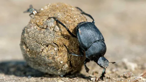 dung-beetle-at-work