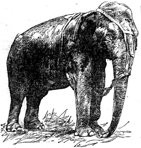 bad-elephant