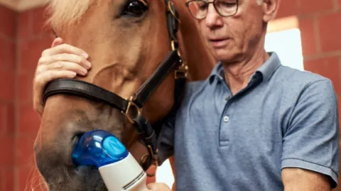 An asthmatic horse is fed with BI Vetmedica's Equihaler