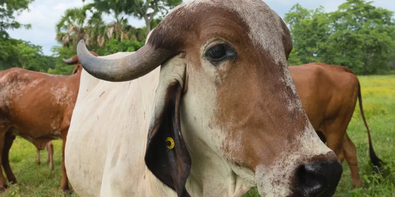 cow2_los_kokos_p1